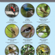 Image for article titled Songbirds are being trolled by climate change